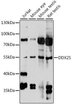DDX25 Rabbit pAb