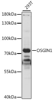 OSGIN1 Rabbit pAb