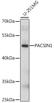 PACSIN1 Rabbit pAb