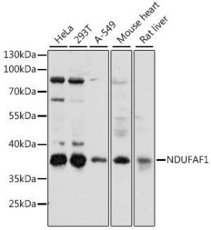 NDUFAF1 Rabbit pAb