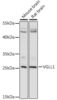 VGLL1 Rabbit pAb