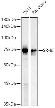 SR-BI Rabbit pAb