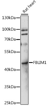 FBLIM1 Rabbit pAb