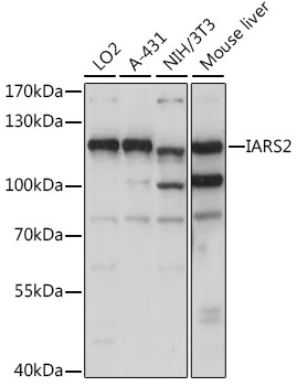 IARS2 Rabbit pAb
