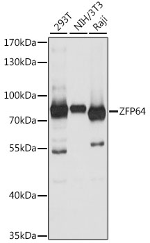 ZFP64 Rabbit pAb