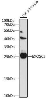 EXOSC5 Rabbit pAb