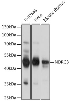 NDRG3 Rabbit pAb