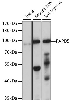PAPD5 Rabbit pAb