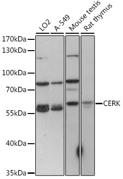 CERK Rabbit pAb