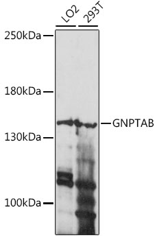 GNPTAB Rabbit pAb