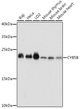 CYB5B Rabbit pAb