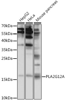 PLA2G12A Rabbit pAb