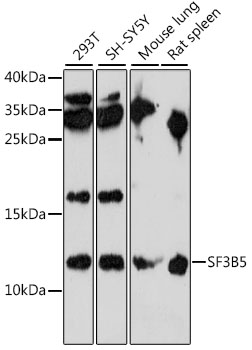 SF3B5 Rabbit pAb