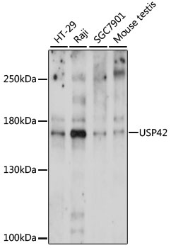 USP42 Rabbit pAb