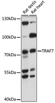 TRAF7 Rabbit pAb