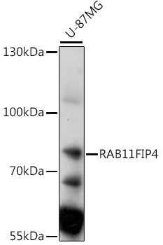 RAB11FIP4 Rabbit pAb