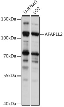 AFAP1L2 Rabbit pAb