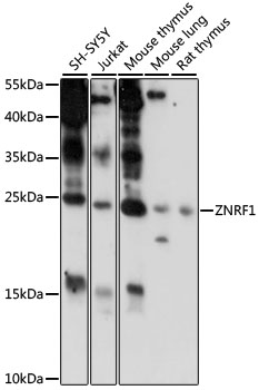 ZNRF1 Rabbit pAb