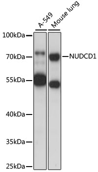 NUDCD1 Rabbit pAb