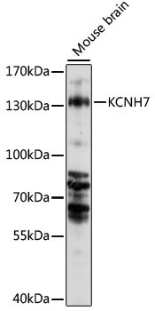 KCNH7 Rabbit pAb