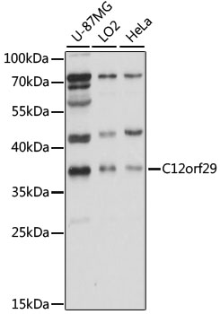 C12orf29 Rabbit pAb