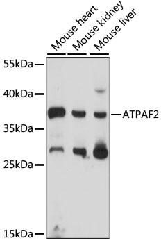 ATPAF2 Rabbit pAb