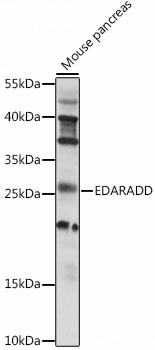 EDARADD Rabbit pAb