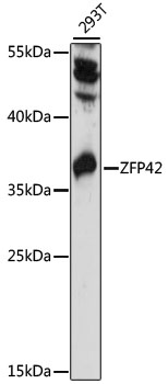 ZFP42 Rabbit pAb