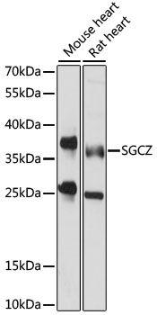 SGCZ Rabbit pAb