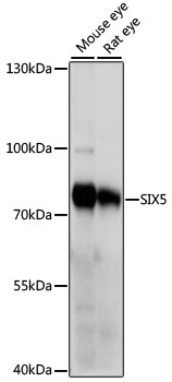 SIX5 Rabbit pAb