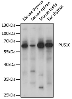 PUS10 Rabbit pAb