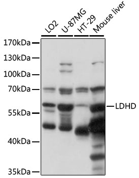 LDHD Rabbit pAb