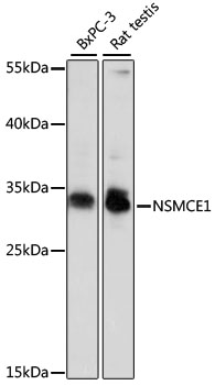 NSMCE1 Rabbit pAb