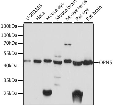 OPN5 Rabbit pAb