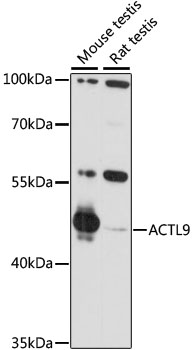 ACTL9 Rabbit pAb