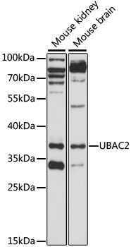 UBAC2 Rabbit pAb