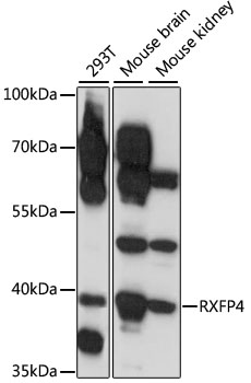 RXFP4 Rabbit pAb