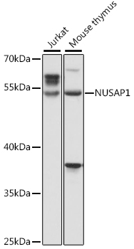NUSAP1 Rabbit pAb