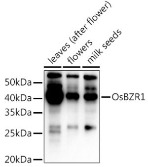 OsBZR1  Rabbit pAb