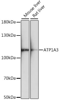 ATP1A3 Rabbit pAb