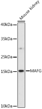 MAFG Rabbit pAb