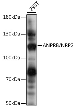 ANPRB/NRP2 Rabbit pAb