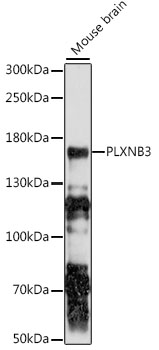 PLXNB3 Rabbit pAb