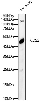 CDS2 Rabbit pAb