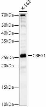 CREG1 Rabbit pAb