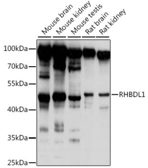 RHBDL1 Rabbit pAb