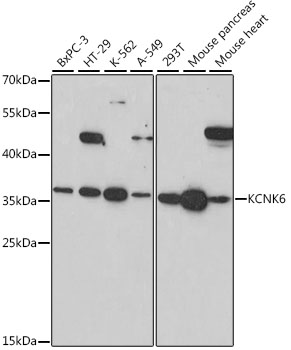 KCNK6 Rabbit pAb