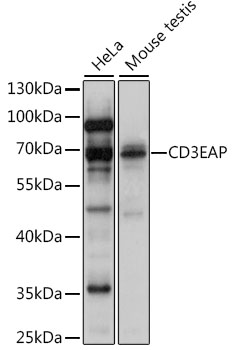 CD3EAP Rabbit pAb