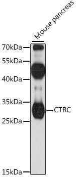 CTRC Rabbit pAb