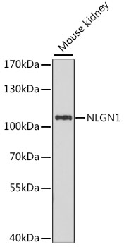 NLGN1 Rabbit pAb
